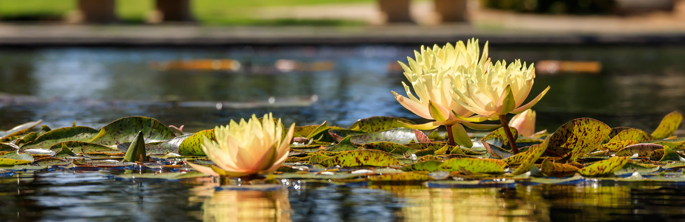 Lilly pads in water